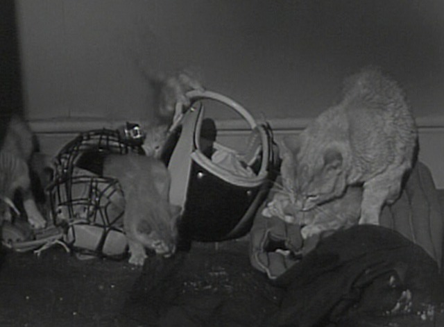 Donna Reed - Cool Cat Orangey as Harry Harriette with kittens