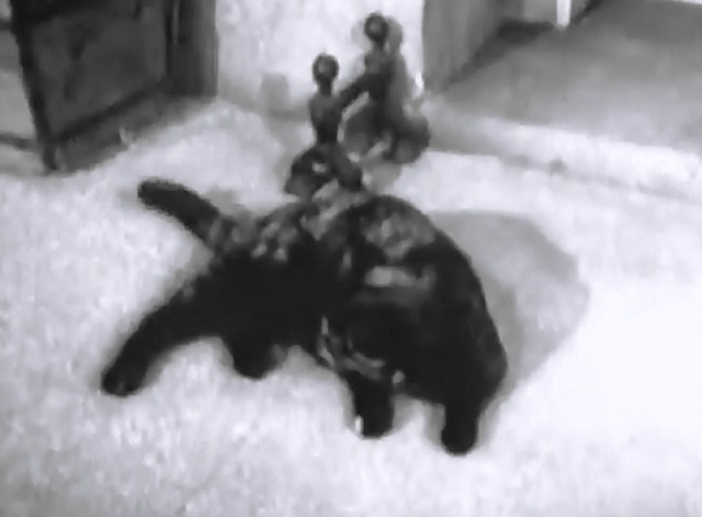 Dr. Who - Planet of Giants tortoiseshell cat lying down