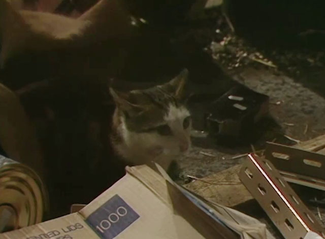 Doctor Who - Resurrection of the Daleks, Part One - tabby and white cat under empty cloth bags