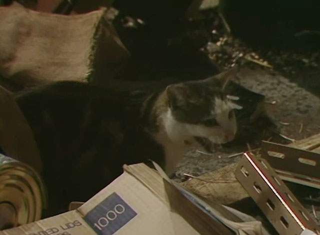 Doctor Who - Resurrection of the Daleks, Part One - tabby and white cat under empty cloth bags