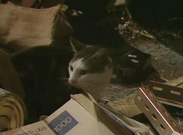 Doctor Who - Resurrection of the Daleks, Part One - tabby and white cat under empty cloth bags