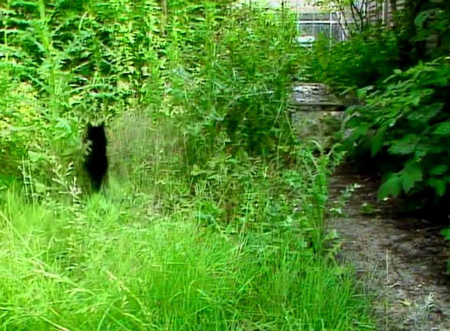 Doctor Who - Survival - black cat in grassy overgrown garden