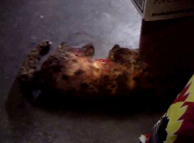 Doctor Who - Survival - deceased tabby cat Tiger lying on floor