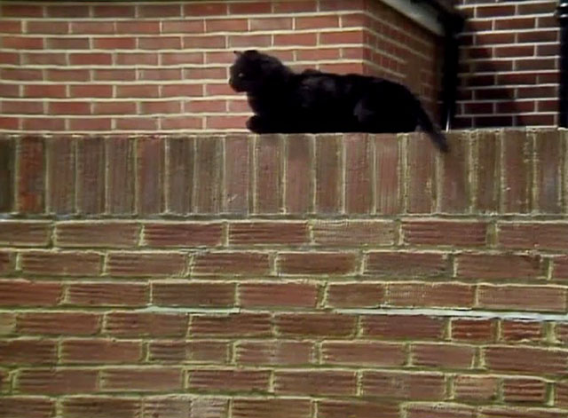Doctor Who - Survival - black cat Kitling sitting on wall