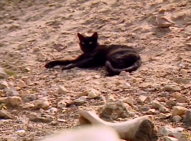Doctor Who - Survival - black cat Kitling lying in dirt