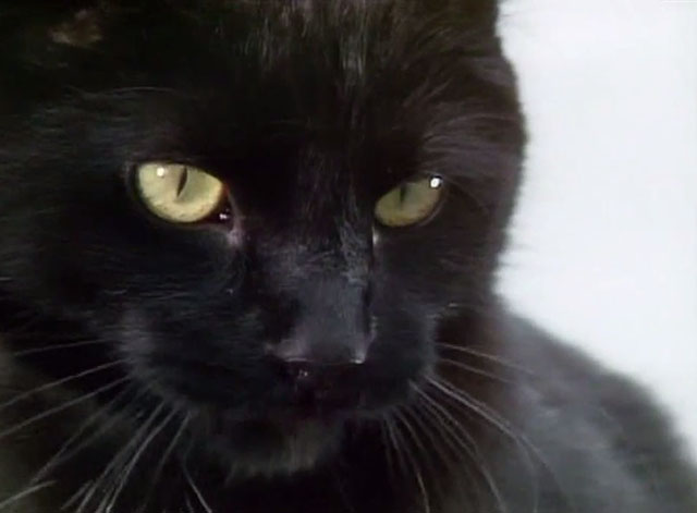 Doctor Who - Survival - black cat Kitling close up