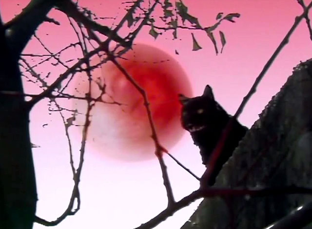 Doctor Who - Survival - black cat Kitling in front of setting sun