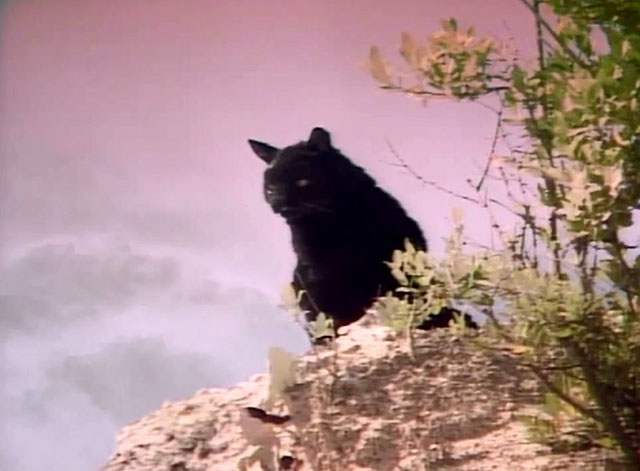 Doctor Who - Survival - black cat Kitling sitting on hill