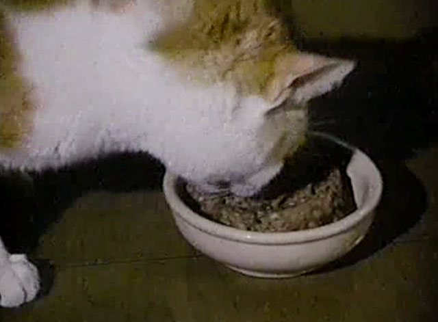 Eischied - Angels of Terror - ginger and white tabby cat P.C. eating from bowl of cat food
