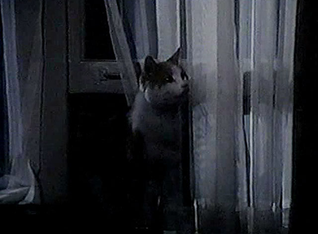 Eischied - Fire for Hire - ginger and white tabby cat P.C. Waldo Kitty coming through window