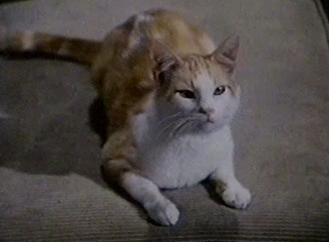 Eischied - Only the Pretty Girls Die - ginger and white tabby cat P.C. Waldo Kitty