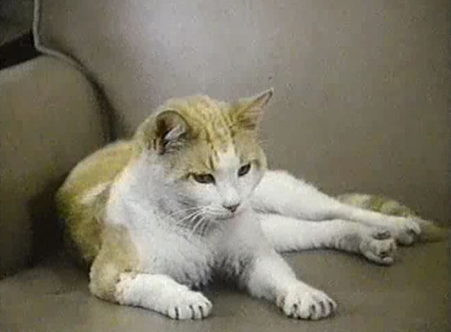 Eischied - The U.N. Connection - ginger and white tabby cat P.C. Waldo Kitty on couch