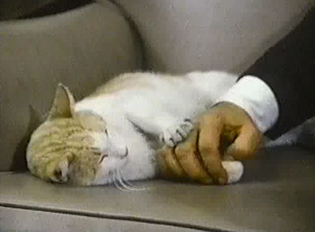 Eischied - The U.N. Connection - ginger and white tabby cat P.C. Waldo Kitty with paw being held on couch