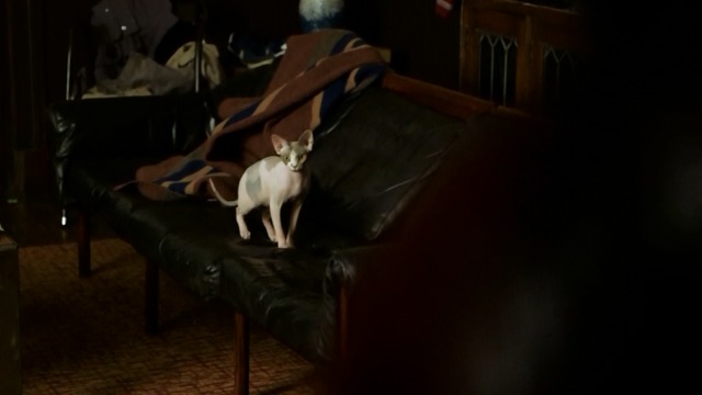 Elementary - Ain't Nothing Like the Real Thing Rex cat Ms. Purrdy on couch wide shot