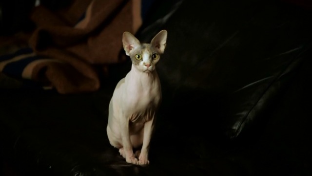 Elementary - Ain't Nothing Like the Real Thing Rex cat Ms. Purrdy closer shot