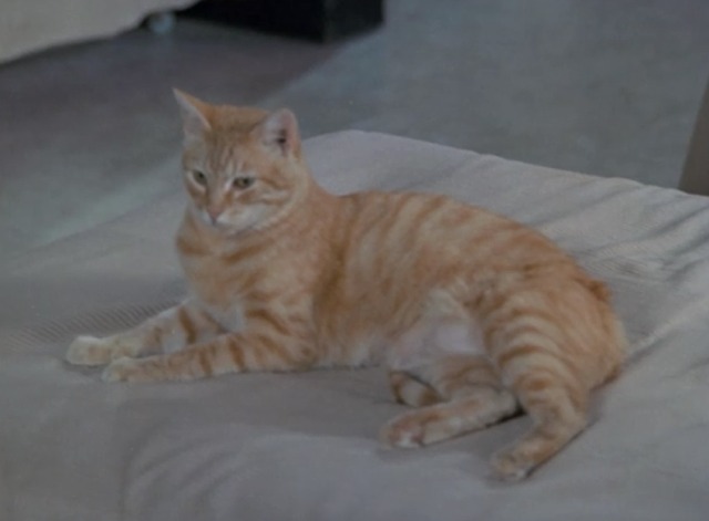 Emergency! - Alley Cat orange tabby on John's bed