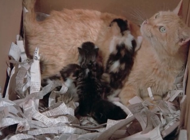 Emergency! - Alley Cat orange tabby cat with kittens