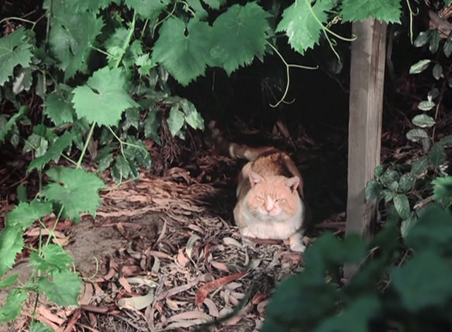 Emergency - The Unlikely Heirs - orange and white cat Simba lying in bushes
