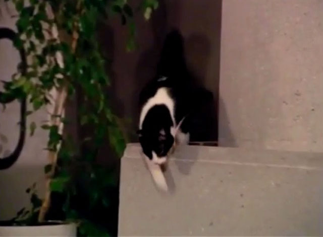 Fantastic Journey - Atlantium - tuxedo cat Sil-L Felix jumping down from wall