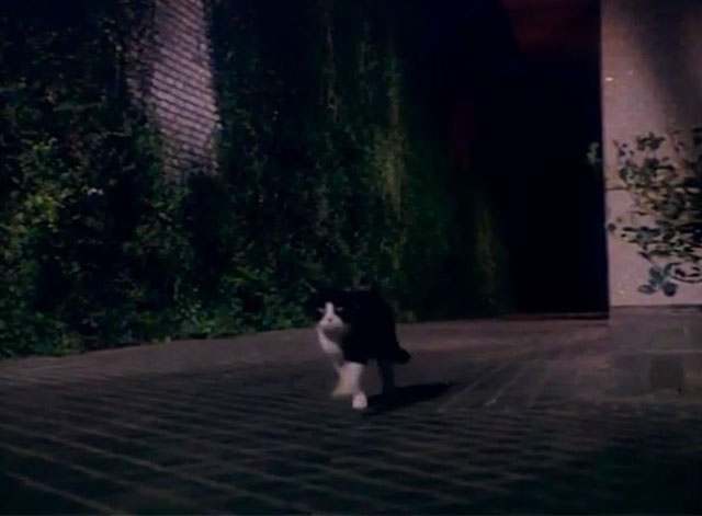 Fantastic Journey - Atlantium - tuxedo cat Sil-L Felix running