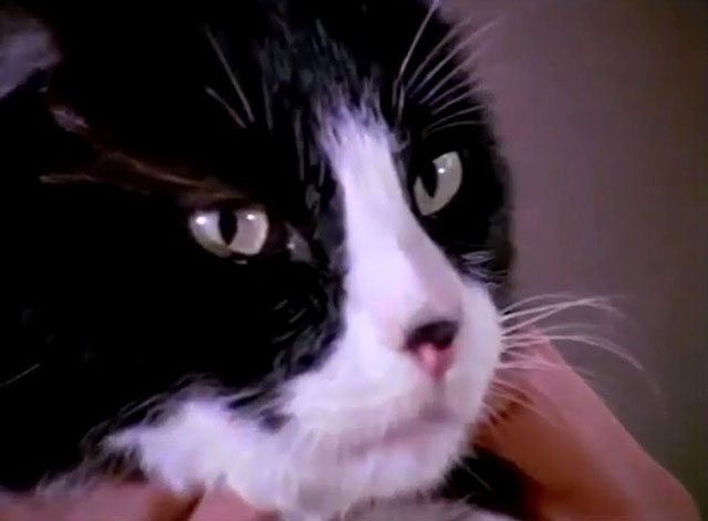 Fantastic Journey - Atlantium - tuxedo cat Sil-L Felix close up