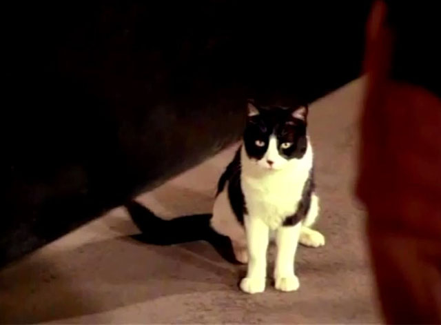 Fantastic Journey - Atlantium - tuxedo cat Sil-L Felix sitting