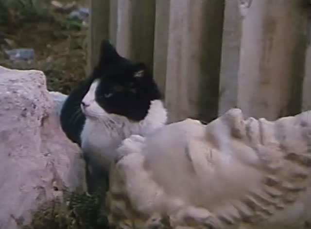 The Fantastic Journey - Children of the Gods - tuxedo cat Sil-L sitting within ruins