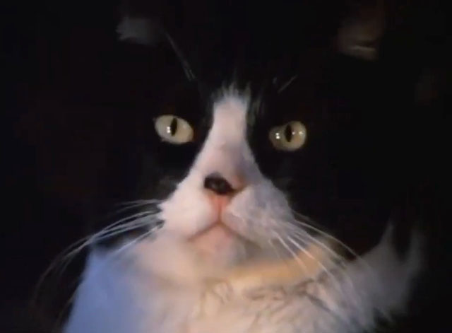 The Fantastic Journey - A Dream of Conquest - tuxedo cat Sil-L