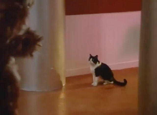 The Fantastic Journey - A Dream of Conquest - tuxedo cat Sil-L in corridor