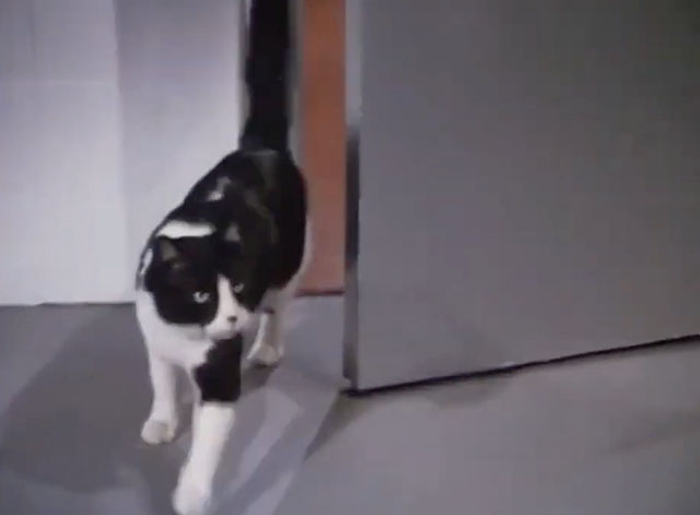 The Fantastic Journey - A Dream of Conquest - tuxedo cat Sil-L entering room