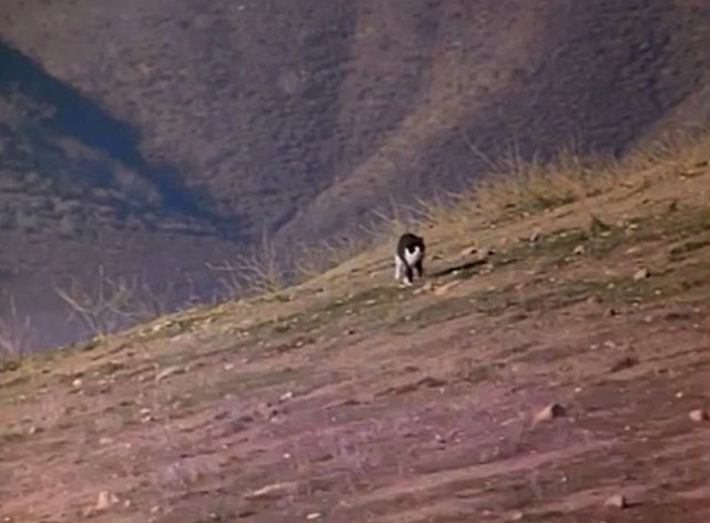Fantastic Journey - Beyond the Mountain - tuxedo cat Sil-L running up hill