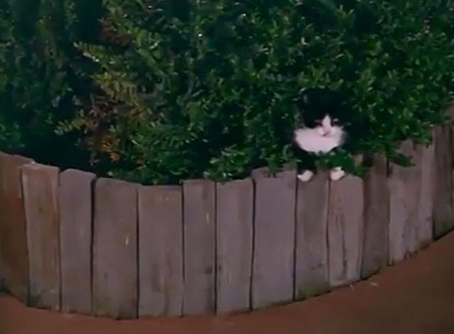 Fantastic Journey - Beyond the Mountain - tuxedo cat Sil-L emerging from bush