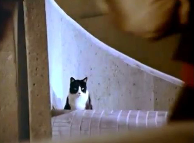 Fantastic Journey - Vortex - tuxedo cat Sil-L Felix at top of stairs