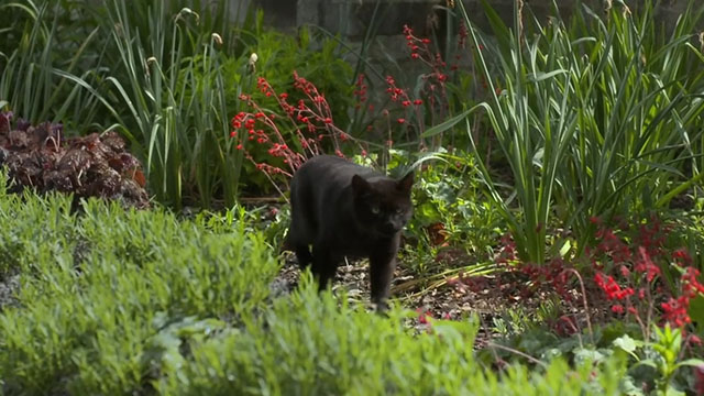 Father Brown - The Cat of Mastigatus - black cat walking through flower bushes