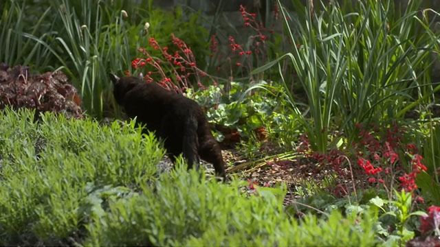 Father Brown - The Cat of Mastigatus - black cat walking away through flower bushes