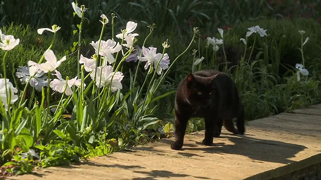 Father Brown - The Cat of Mastigatus - black cat walking on wall by flowers