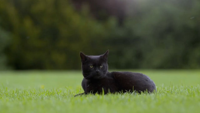 Father Brown - The Cat of Mastigatus - black cat walking lying on green grass