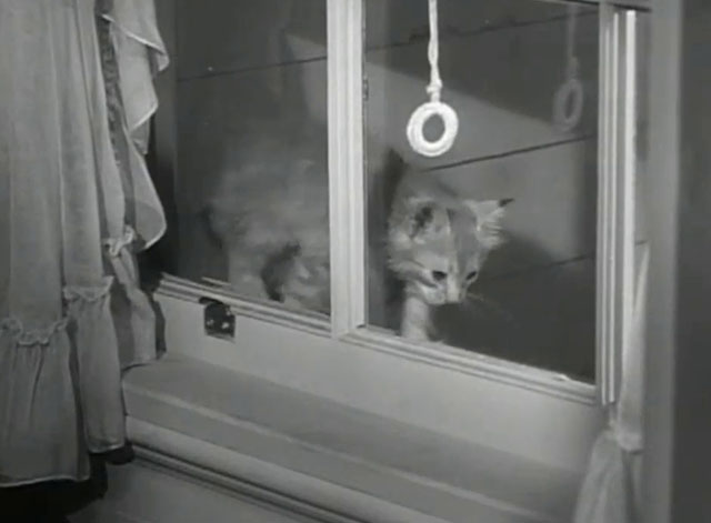 Father Knows Best - Kathy Makes Magic - tabby kitten Fluffy outside window