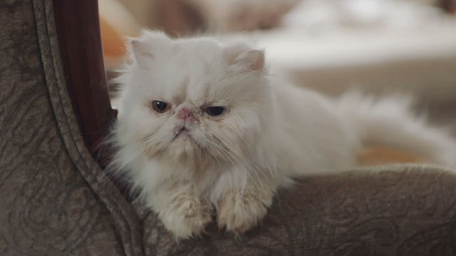 F.B.I. Most Wanted - Toxic - white Persian cat sitting on chair