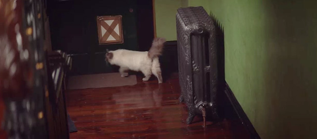 Fleabag - Episode 1.5 - ragdoll cat Felicity passing by