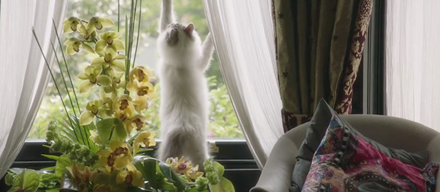 Fleabag - Episode 1.5 - ragdoll cat Felicity scratching at window