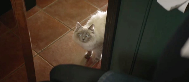 Fleabag - Episode 1.5 - ragdoll cat Felicity in bathroom doorway