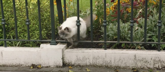 Fleabag - Episode 1.5 - ragdoll cat Felicity walking through fence