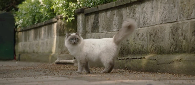 Fleabag - Episode 1.5 - ragdoll cat Felicity pausing on sidewalk