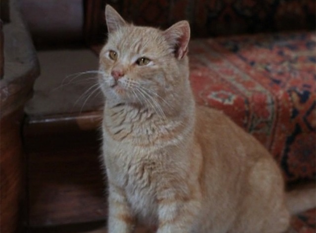 Gilligan's Island - The Friendly Physician - orange tabby cat