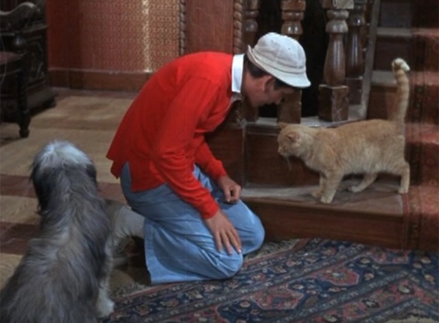Gilligan's Island - The Friendly Physician - Gilligan talks to orange tabby cat