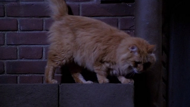 Friends - The One with the Blackout - orange long-haired ginger cat