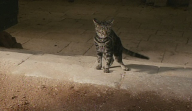 Game of Thrones - The Wolf and the Lion tabby cat on wall