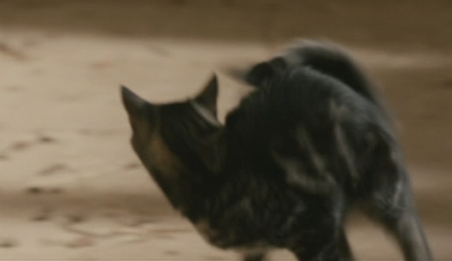 Game of Thrones - The Wolf and the Lion Arya chases tabby cat
