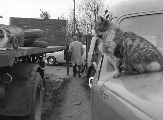 Gideon's Way - The Reluctant Witness - longhair bicolor tabby cat on hood of cat in junkyard